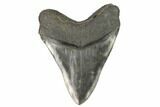 Serrated, Fossil Megalodon Tooth - Nice Tooth #124537-2